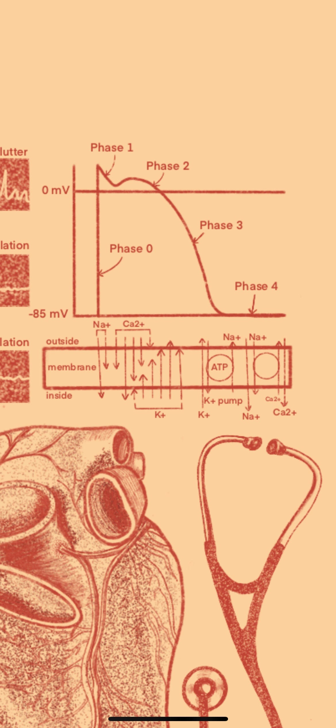 Cardiology/Heart Anatomy iPhone Wallpaper & Background (ORANGE/BEIGE BACKGROUND)