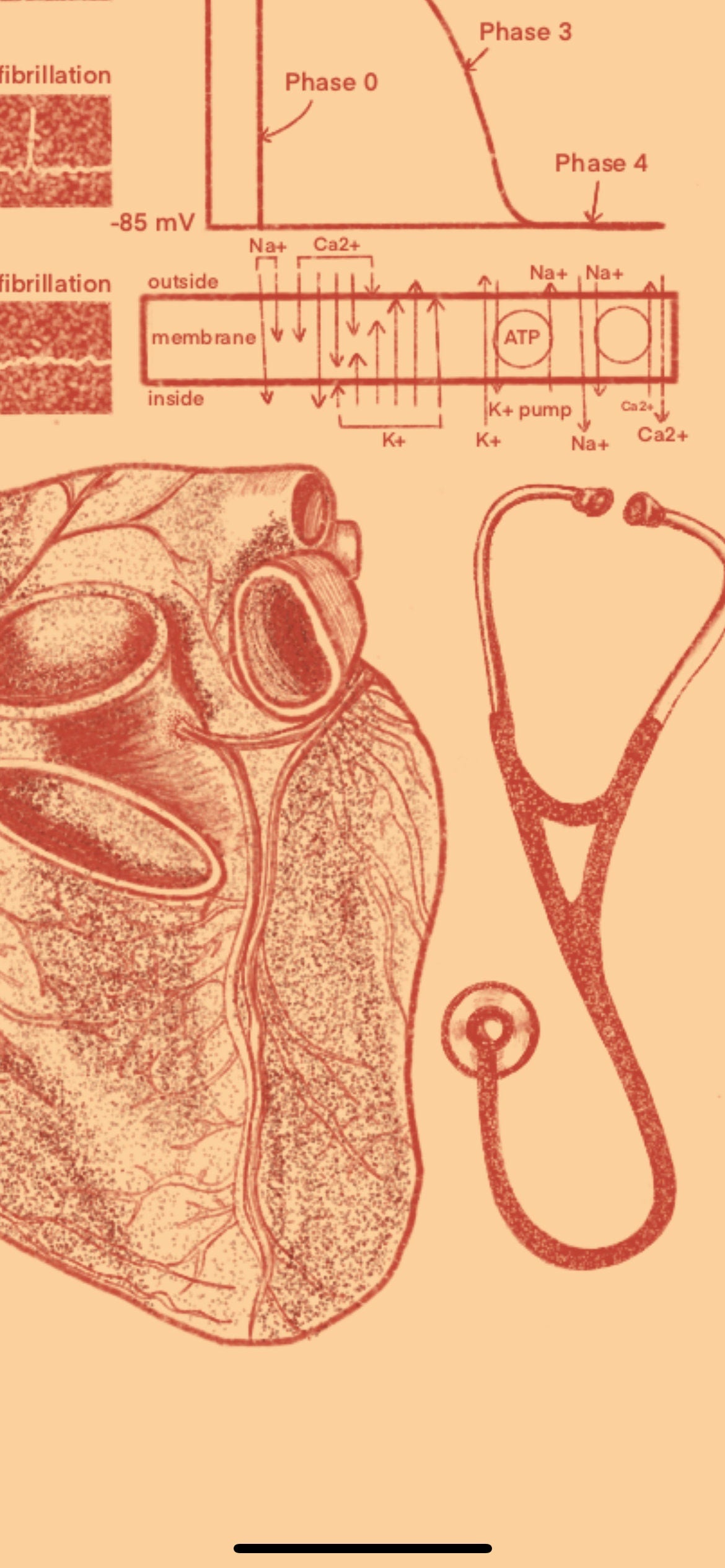 Cardiology/Heart Anatomy iPhone Wallpaper & Background (ORANGE/BEIGE BACKGROUND)