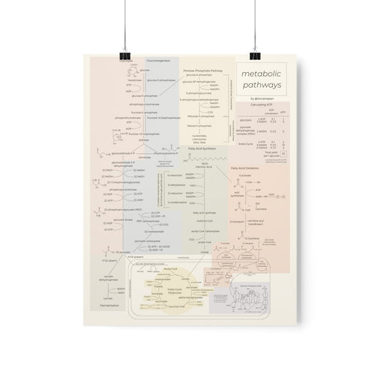 All Metabolic Pathways Physical Poster
