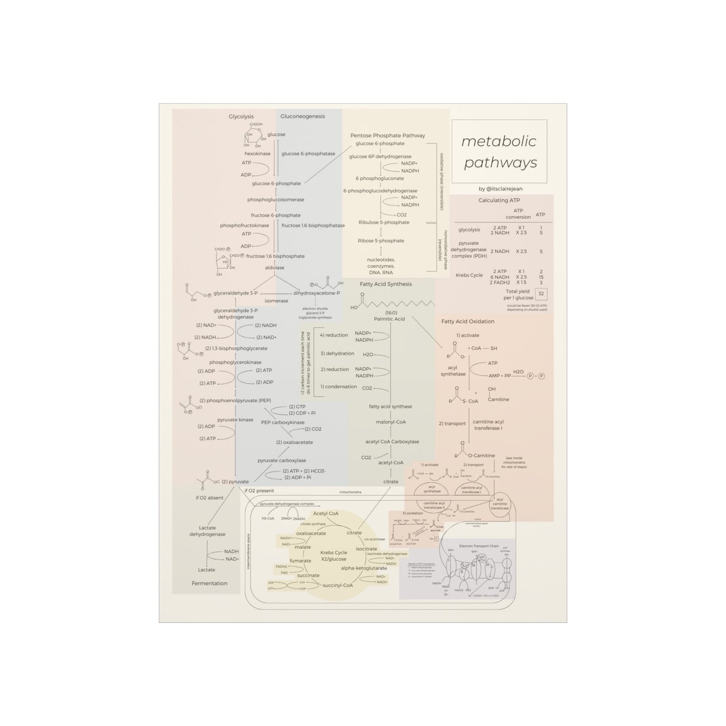 All Metabolic Pathways Physical Poster