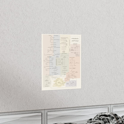 All Metabolic Pathways Physical Poster