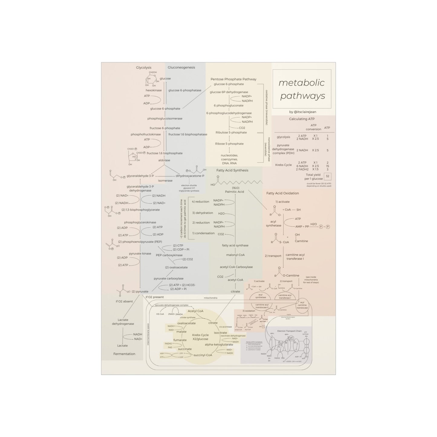 All Metabolic Pathways Physical Poster