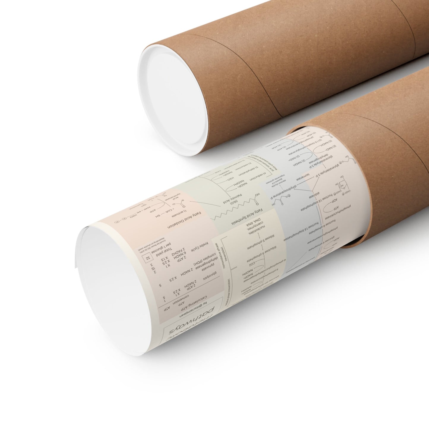 All Metabolic Pathways Physical Poster