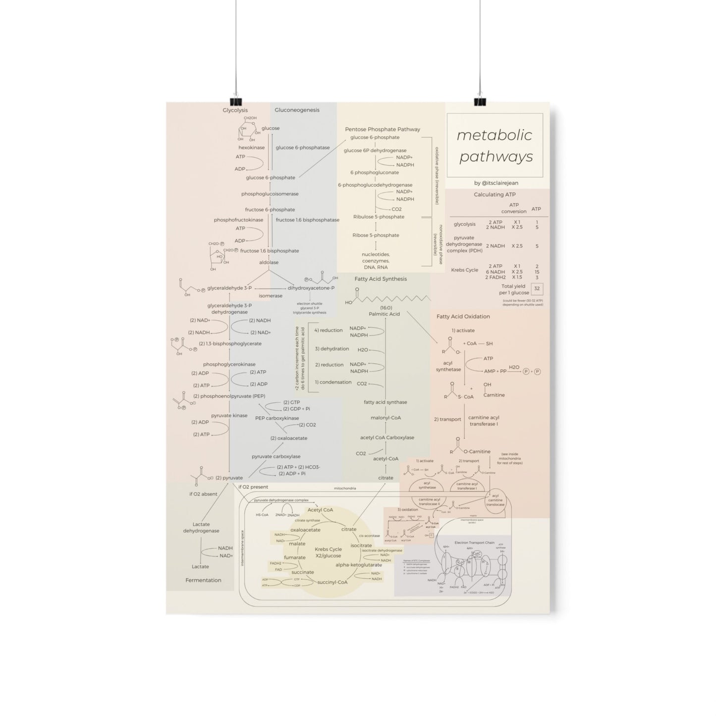 All Metabolic Pathways Physical Poster